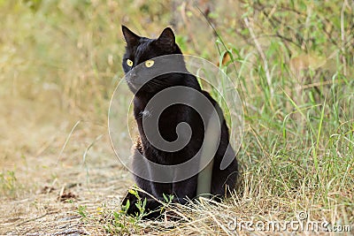 Black cat with yellow eyes sits outdoors in green grass on meadow Stock Photo
