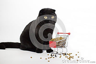 A black cat with yellow eyes sits with a shopping basket filled with cat food. Stock Photo
