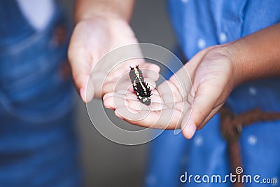 Black caterpillar crawling on child hand Stock Photo