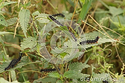 Black caterpillars of the Peacock butterfly, Aglais io, on nettle Stock Photo