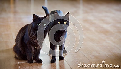 Domestic Black Cats Stock Photo