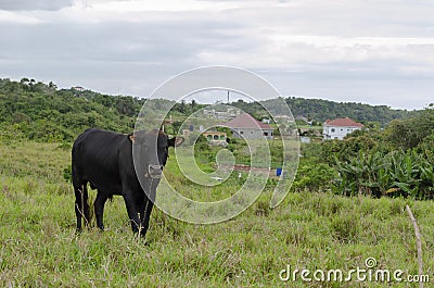 Black Cattle In Field Stock Photo