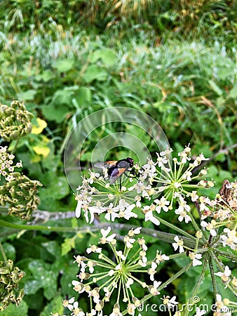 Black cattle fly Mesembrina meridiana sitting on a blooming flower head Stock Photo