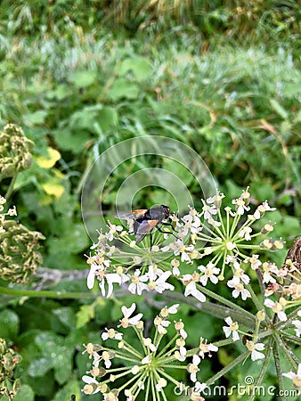 Black cattle fly Mesembrina meridiana sitting on a blooming flower head Stock Photo