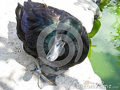 Black Cayuga duck standing on bank next to water. Stock Photo