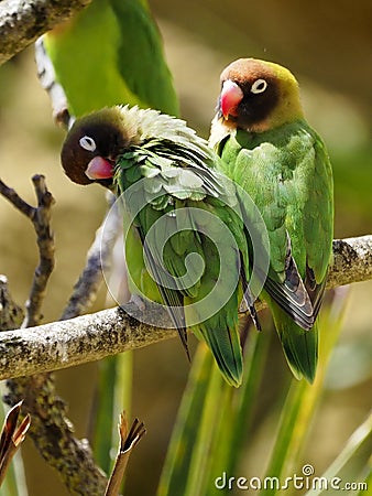 Black-cheeked lovebirds perched on branch Stock Photo
