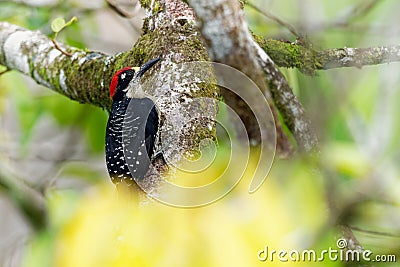 Black-cheeked Woodpecker - Melanerpes pucherani resident breeding black and white and red bird Stock Photo