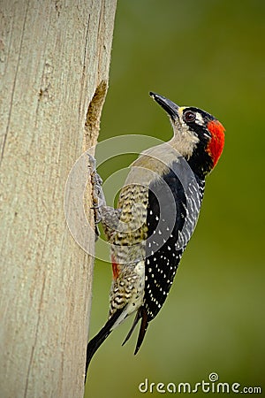 Black-cheeked Woodpecker, Melanerpes pucherani, sitting on the branch with nest hole, bird in the nature habitat, Costa Rica Stock Photo