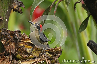 Black Cheeked Woodpecker Stock Photo