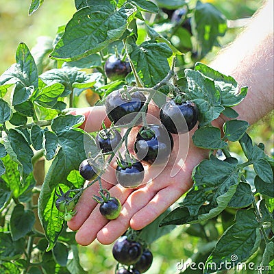 Black cherry tomato fruits. Holding bunch tomatoes in the hand Stock Photo