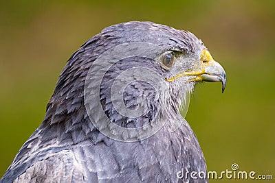 Black Chested Buzzard Eagle looking right Stock Photo