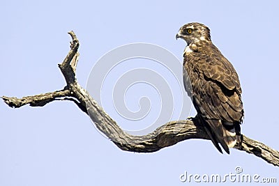 Black-chested Snake-eagle (Circaetus pectoralis) Stock Photo