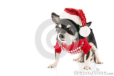 Black Chihuahua for Christmas Stock Photo