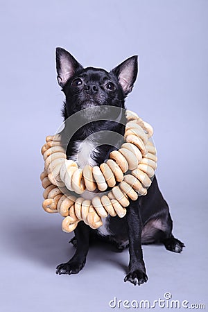 Black chihuahua cobby with dryer on the neck on light grey background Stock Photo