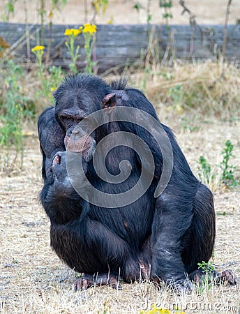 Black chimpanzees monkey leaving in safari park close up Stock Photo
