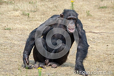 Black chimpanzees monkey leaving in safari park close up Stock Photo