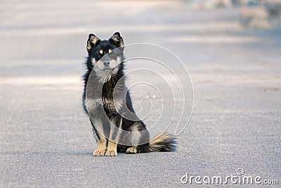 Chinese Pastoral Dog Stock Photo