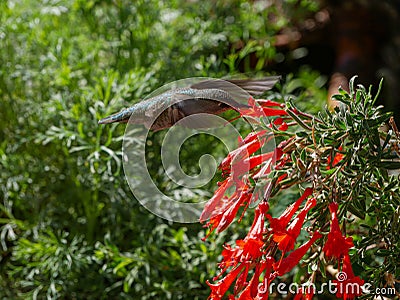 Black-chinned Female Hummingbird around San Francisco, California, USA. Stock Photo