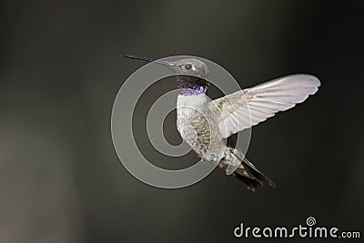 Black-chinned Hummingbird (Archilochus alexandri) Stock Photo