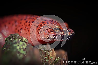 Black-chinned Red Salamander Stock Photo