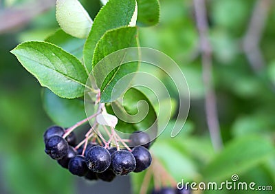 Black Chokeberries (Aronia) Stock Photo