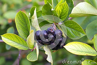 Black Chokeberries (Aronia) Stock Photo