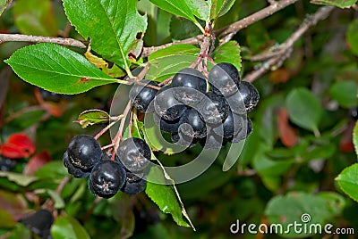 Black chokeberries. Stock Photo