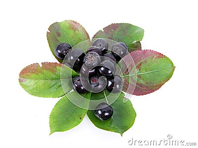 Black Chokeberry (Aronia) Stock Photo