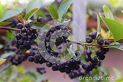 Black Chokeberry Aronia melanocarpa in orchard. Stock Photo