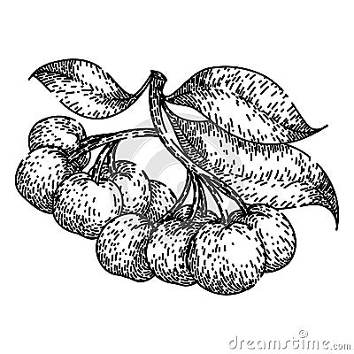 black chokeberry aronia sketch hand drawn vector Vector Illustration