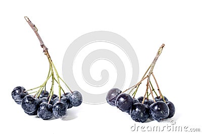 Black chokeberry - aronia Stock Photo