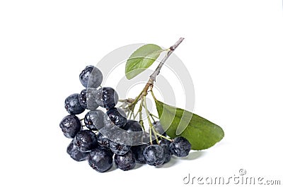 Black chokeberry - aronia Stock Photo