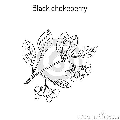 Black chokeberry branch Vector Illustration