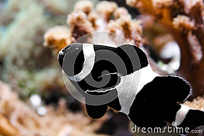 Black clownfish in an aquarium Stock Photo