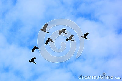 Black cockatoos in formation in cloudy blue sky Stock Photo