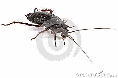 Black cockroach, lat. Blatta orientalis, isolated on white background Stock Photo