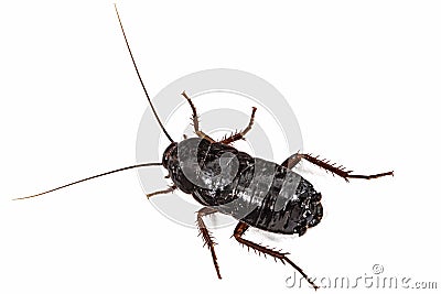 Black cockroach, lat. Blatta orientalis, isolated on white background Stock Photo