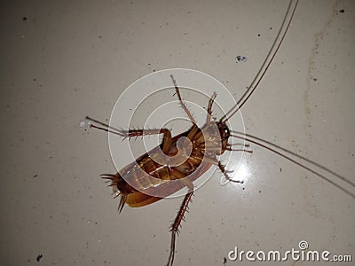 black cockroaches live in slums, especially in trash cans Stock Photo