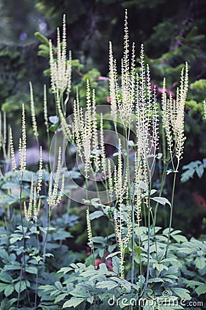 Black cohosh or Actaea racemosa flowers Stock Photo