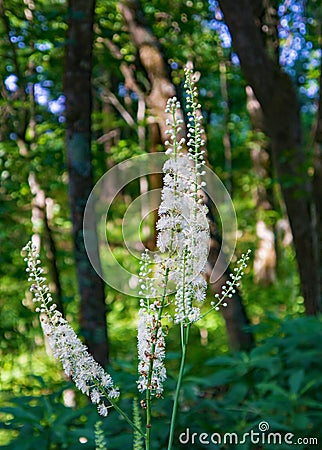 Black Cohosh, Actaea rocemosa Stock Photo