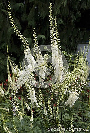 Black cohosh Cimicifuga racemosa perennial Stock Photo