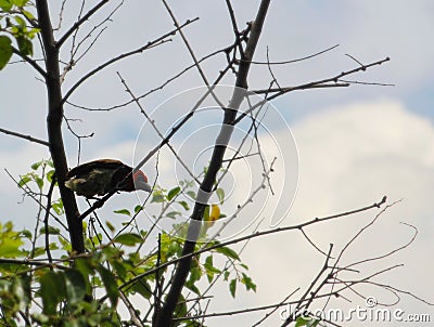 Black collared barbet looking down from a dizzy height Stock Photo