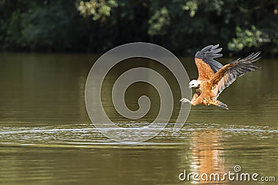 Black Collared Hawk Approaching River to Fish Stock Photo