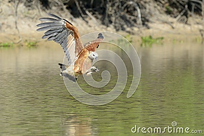 Black-collared Hawk catching fish catching fish Stock Photo