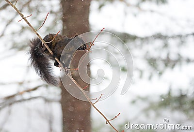 Black colored, common female grey squirrel balances herself on a thin tree branch. Stock Photo