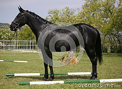 Black colored horse posing on pasture summertime Stock Photo