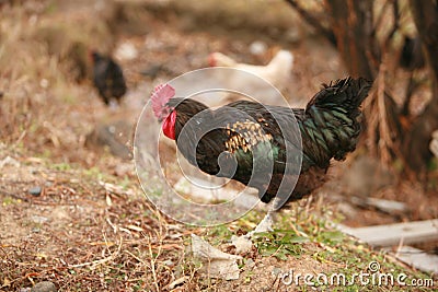 Black colour hens Stock Photo