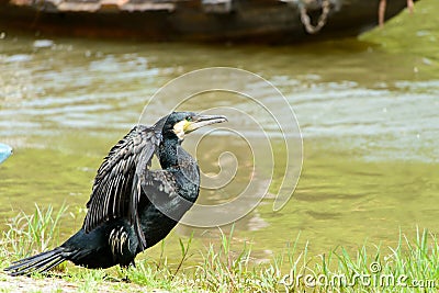 A black common cormorant with the wings spread Stock Photo