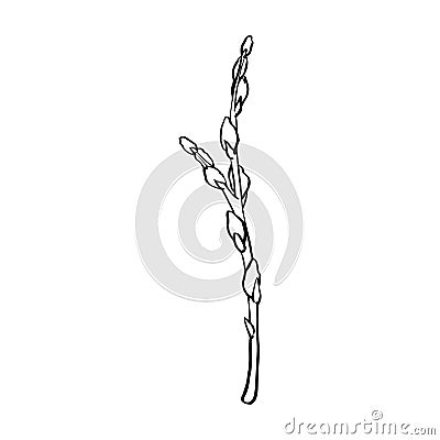 Black contour linear silhouette willow branches isolated on white background. Vector simple line graphic illustration Vector Illustration