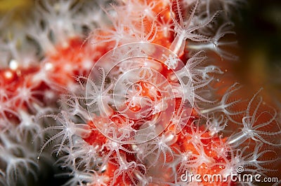 Black coral Stock Photo